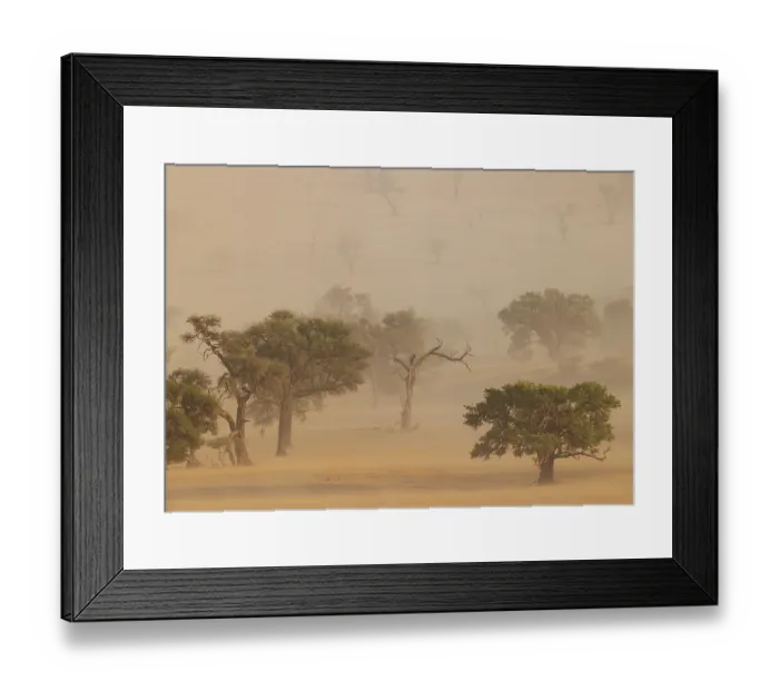 Framed Print : Camelthorn trees (Vachellia erioloba) in a sand storm in the Tsondab Valley Framed Print : Camelthorn trees (Vachellia erioloba) in a sand storm in the Tsondab Valley
