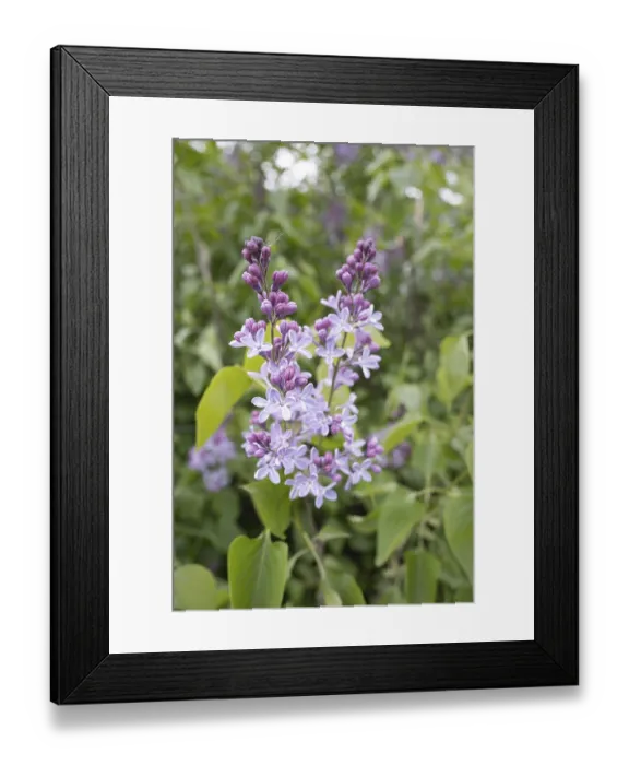 Framed Print : Blooming blue lilac, awakening of nature in spring Framed Print : Blooming blue lilac, awakening of nature in spring
