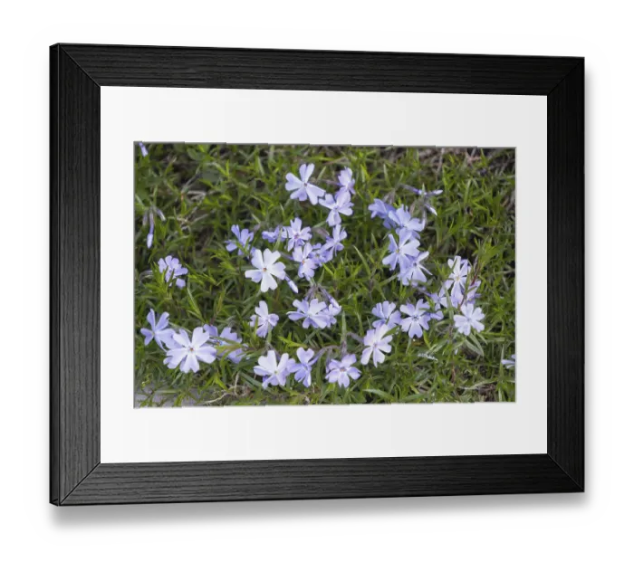 Framed Print : Wild flowers - buttercups in the grass