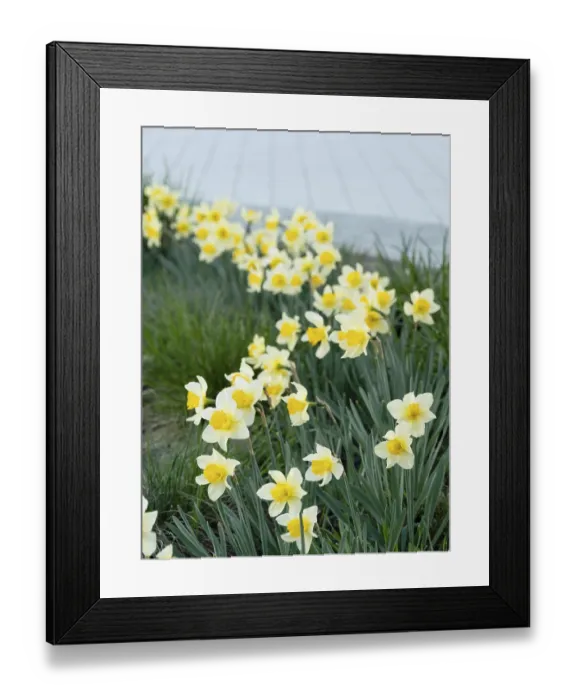 Framed Print : Daffodil flowerbed in park, selective focus Framed Print : Daffodil flowerbed in park, selective focus