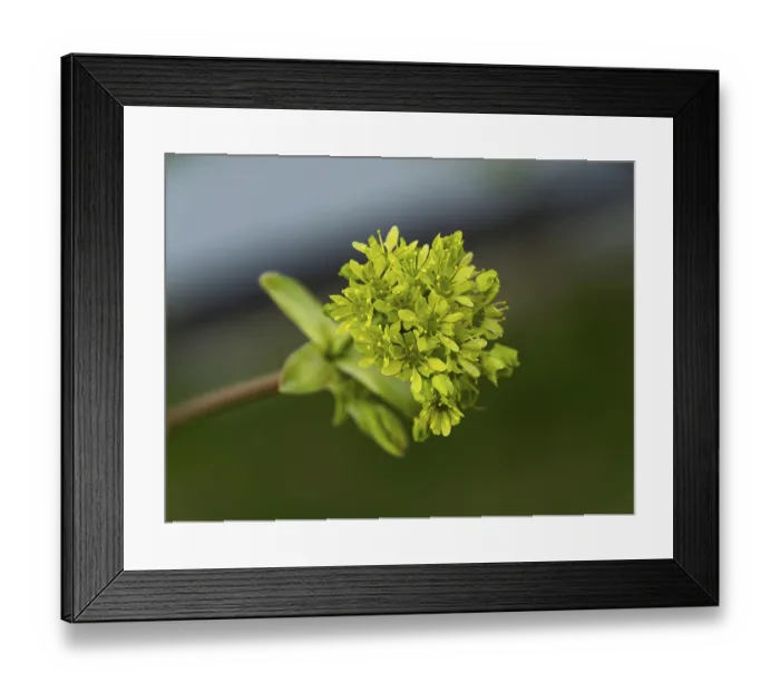 Framed Print : Jesting glomerulosa blooms in early spring