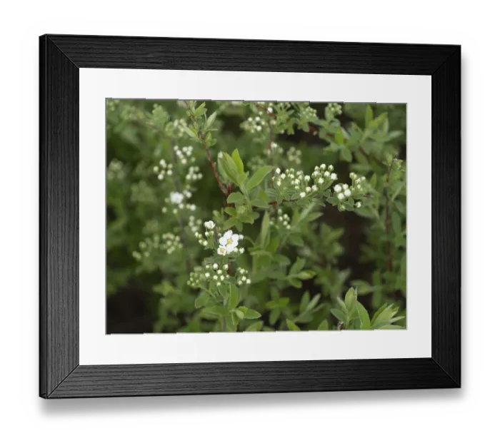 Framed Print : Shrub plant - mock orange in the park