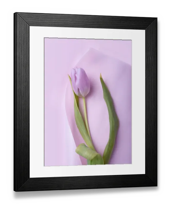 Framed Print : One tulip on pink paper, close-up, copy space Framed Print : One tulip on pink paper, close-up, copy space