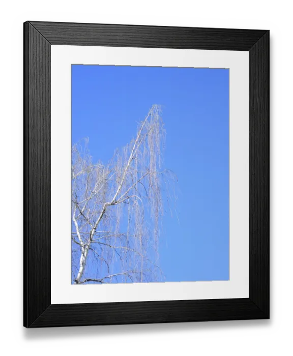 Framed Print : Lonely birch tree against blue sky in early spring Framed Print : Lonely birch tree against blue sky in early spring