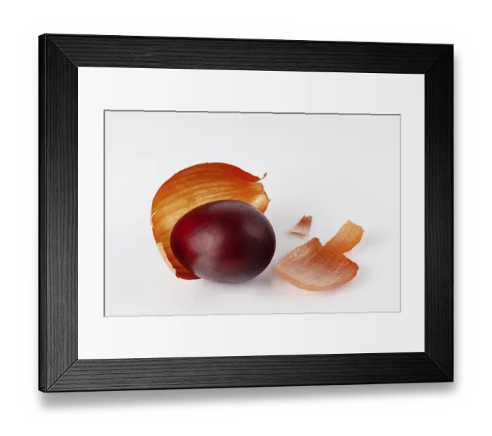 Framed Print : One egg, colored in onion peel, on a white glass Framed Print : One egg, colored in onion peel, on a white glass