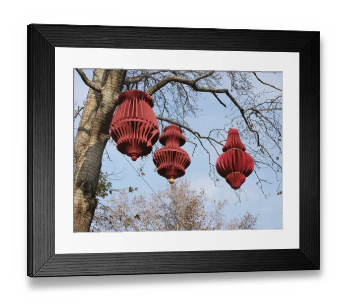 Framed Print : Chinese red lanterns hanging on trees Framed Print : Chinese red lanterns hanging on trees