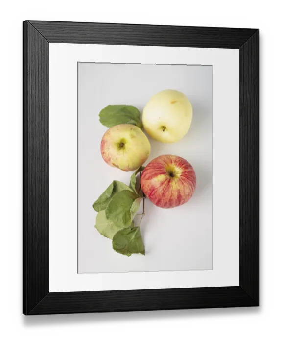 Framed Print : Three apples and a branch with leaves