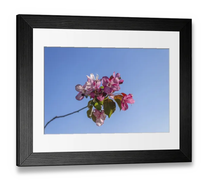 Framed Print : Apple tree branch with pink flowers against blue sky