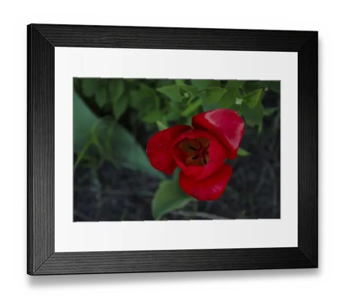 Framed Print : Lonely red tulip, selective focus