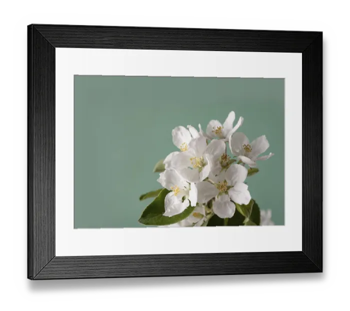 Framed Print : Blooming apple tree on green background Framed Print : Blooming apple tree on green background