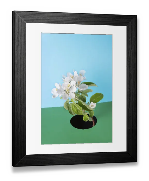 Framed Print : Apple tree branch with flowers on green paper background