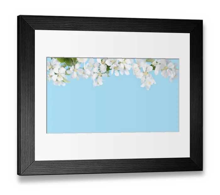 Framed Print : Blossoming apple tree branches on blue background