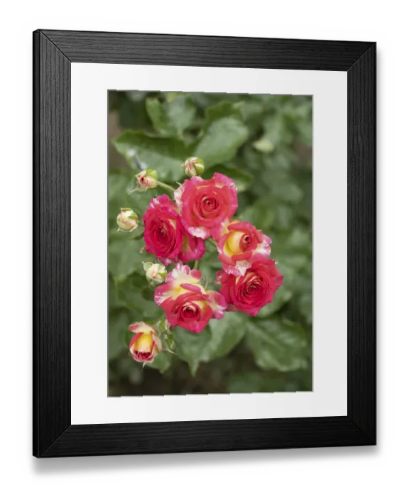 Framed Print : Hybrid Tea Rose (Grandiflora & Climbing Grandiflora)