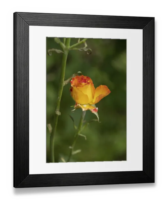 Framed Print : Rose (Manou Meilland), selective focus Framed Print : Rose (Manou Meilland), selective focus