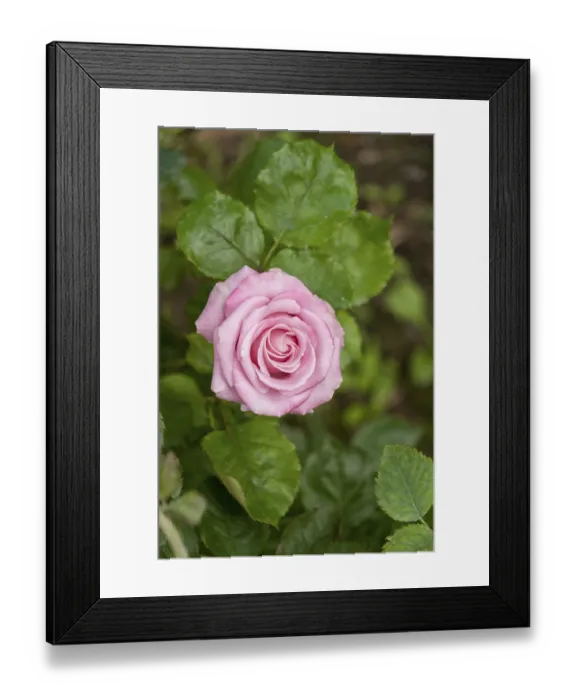 Framed Print : Rose (Bourbon and Climbing Bourbon)