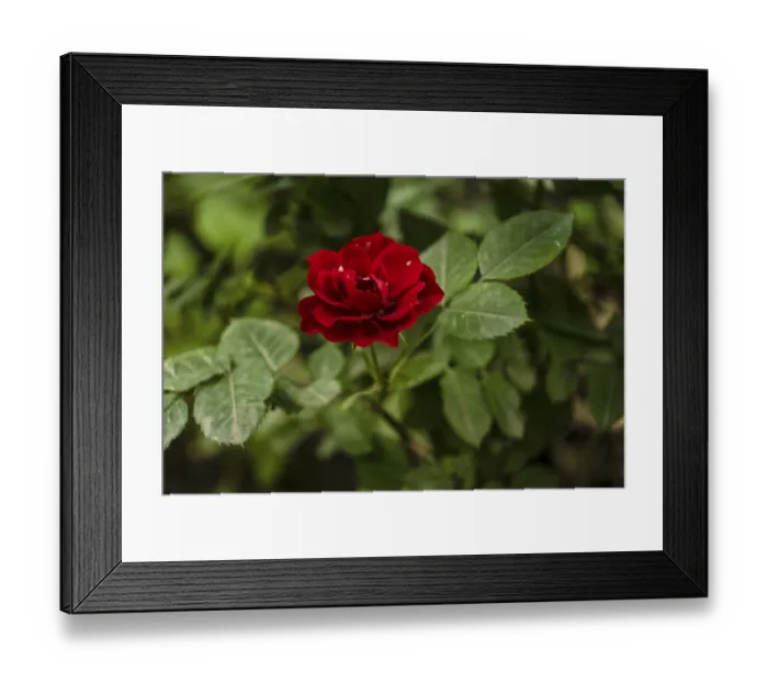 Framed Print : Red Rose (Manou Meilland), selective focus