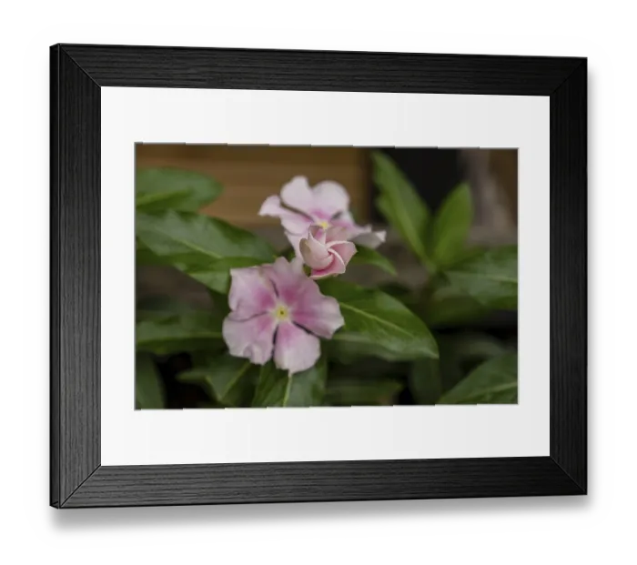 Framed Print : Potted plant (Catharanthus roseus)