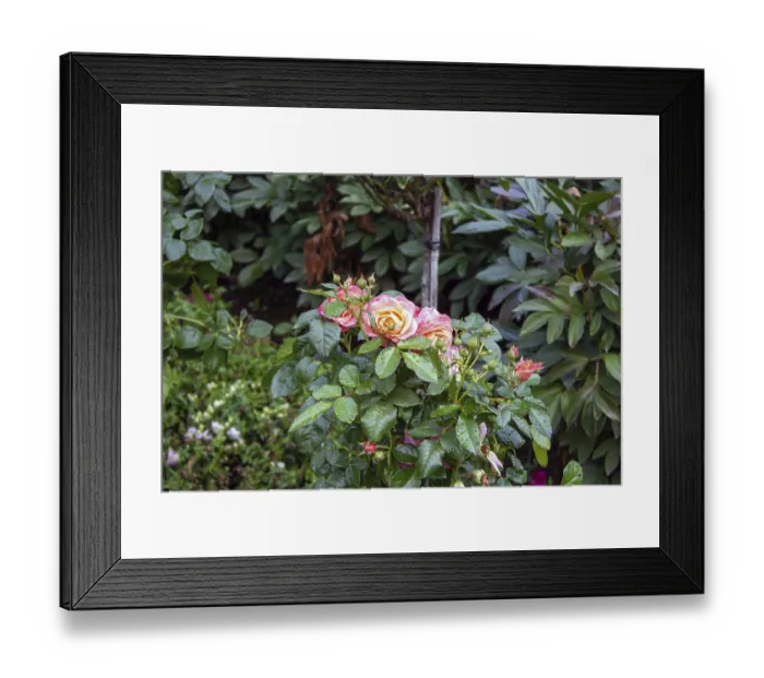Framed Print : Rose bush with dew drops on the leaves Framed Print : Rose bush with dew drops on the leaves