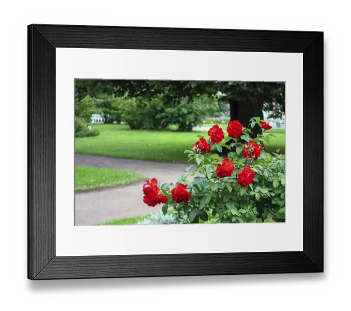 Framed Print : A bush with red roses in a walking park Framed Print : A bush with red roses in a walking park