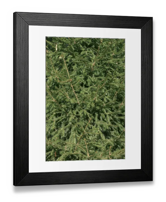 Framed Print : Green branches of spruce, plant background Framed Print : Green branches of spruce, plant background