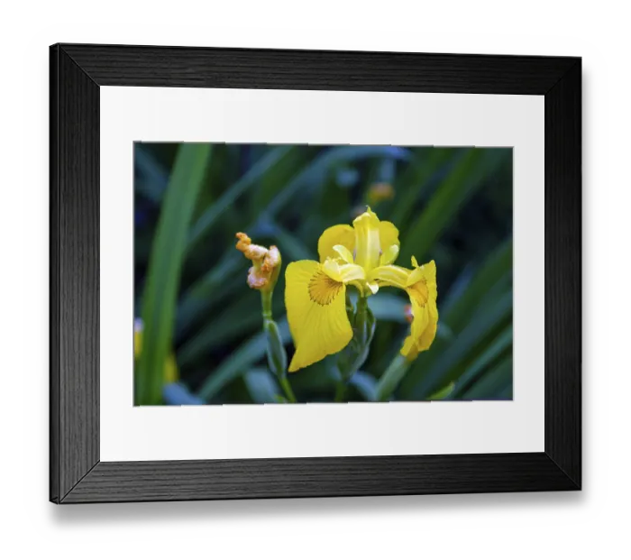 Framed Print : Yellow iris bloomed in a flower bed