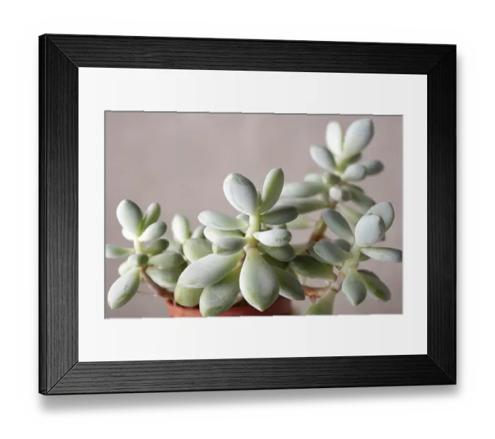 Framed Print : Pachyphythum - indoor plants succulents Framed Print : Pachyphythum - indoor plants succulents