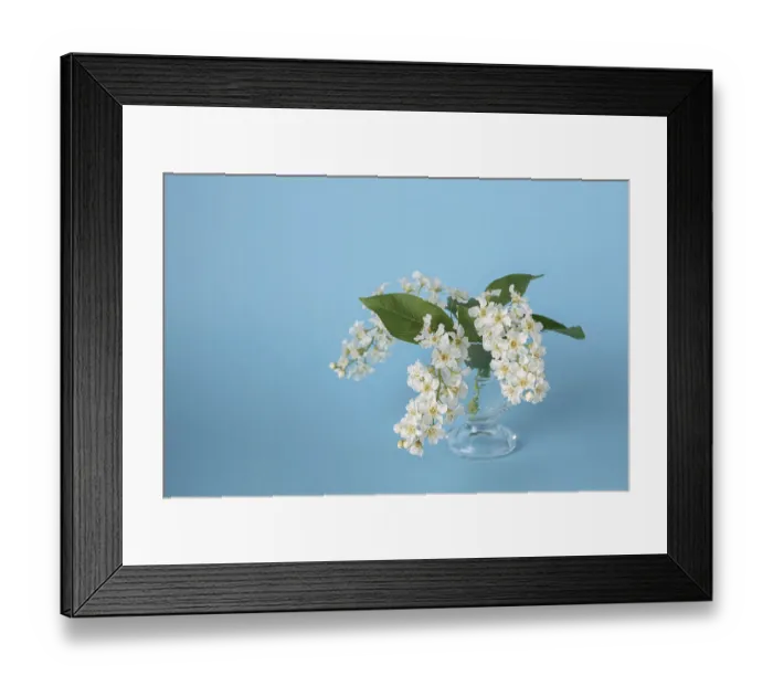 Framed Print : Bird cherry flowers in a container with water on a blue background