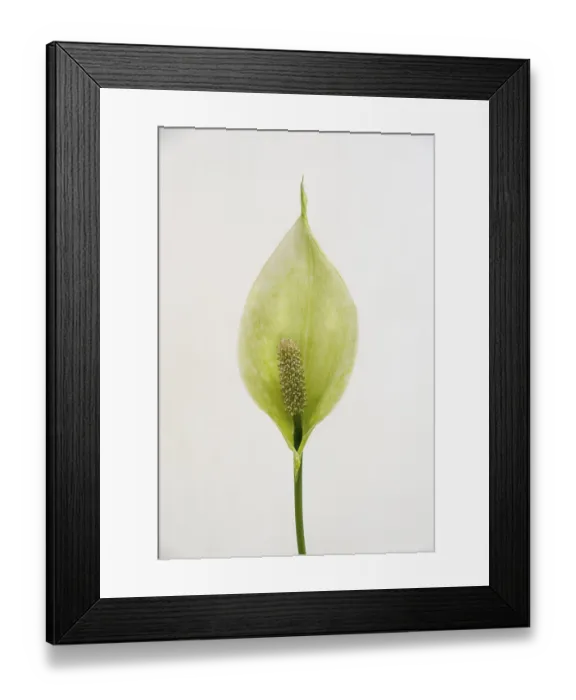 Framed Print : Spathiphyllum flower, close-up on a light background
