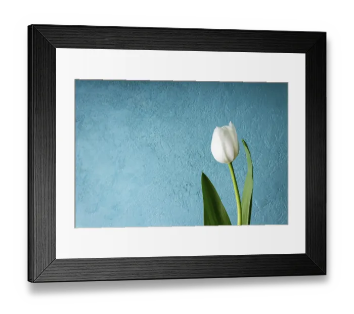 Framed Print : One white tulip on a blue background, copy space