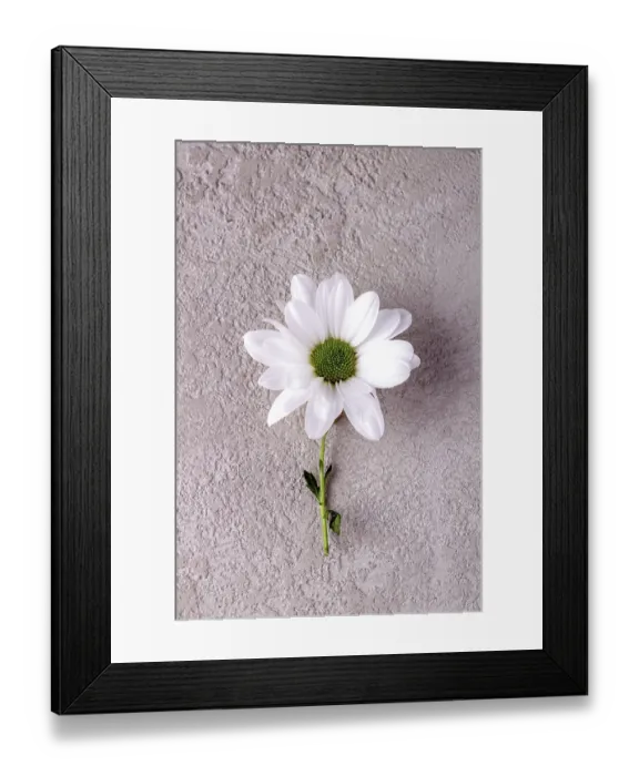 Framed Print : White chrysanthemum lies on a beige stone