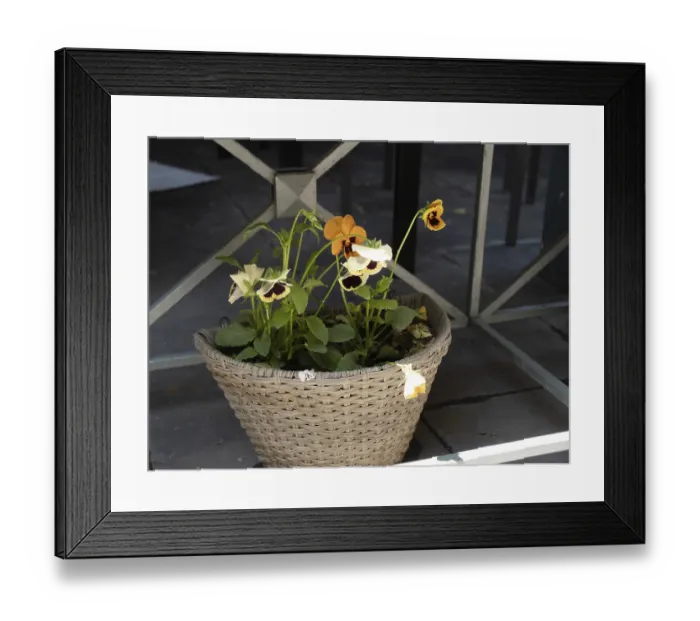 Framed Print : Forget-me-nots grow in a wicker pot outside Framed Print : Forget-me-nots grow in a wicker pot outside