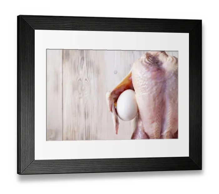 Framed Print : Chicken carcass holds an egg under the wing on a background of white wood Framed Print : Chicken carcass holds an egg under the wing on a background of white wood