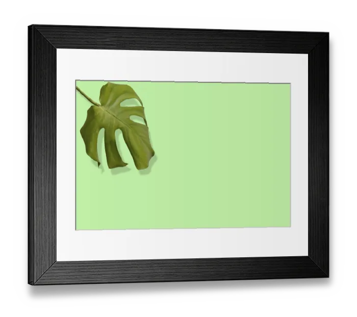 Framed Print : Monstera leaf with shadow on green background with copy space Framed Print : Monstera leaf with shadow on green background with copy space