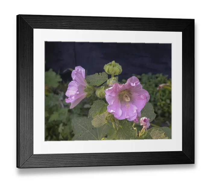 Framed Print : Alcea rosea three flowers blooming on a flowerbed