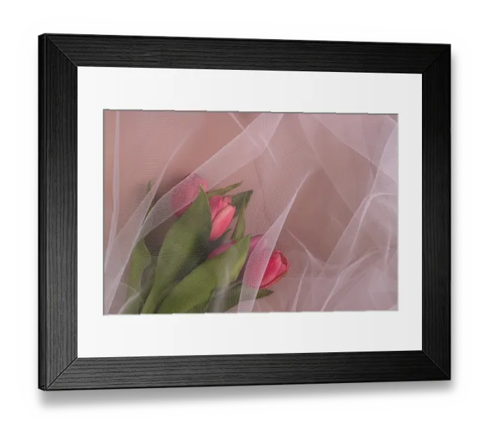 Framed Print : The bouquet of tulips is covered with organza Framed Print : The bouquet of tulips is covered with organza