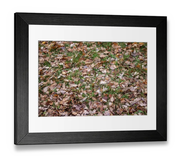 Framed Print : Fallen autumn leaves lie on the grass Framed Print : Fallen autumn leaves lie on the grass