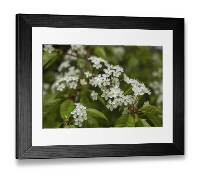 Framed Print : Cherry blossom branch in early spring