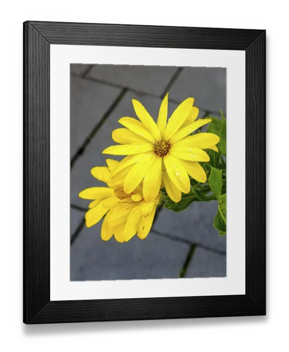Framed Print : Doronicum perennial flowers, copy space