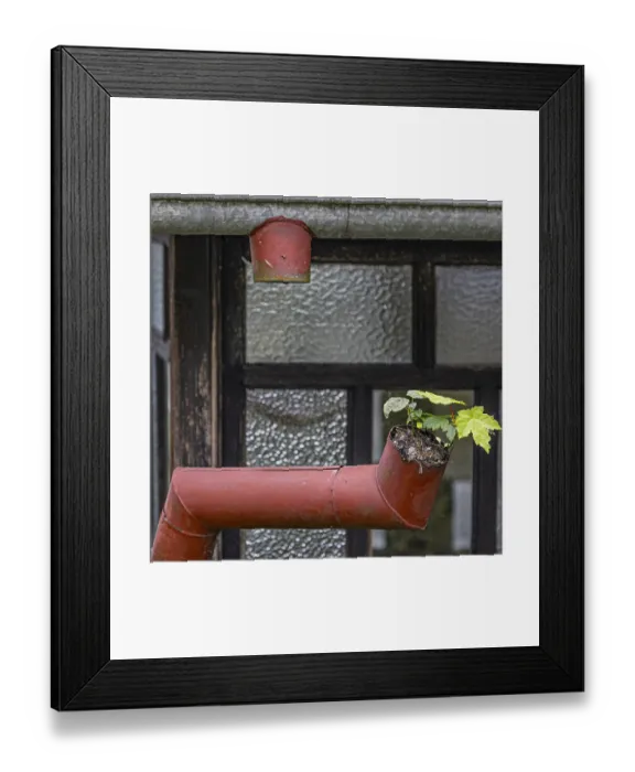 Framed Print : A small plant growing out of an old red gutter on a building