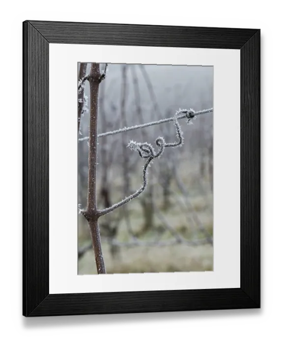 Framed Print : Icy vine in a foggy winter environment