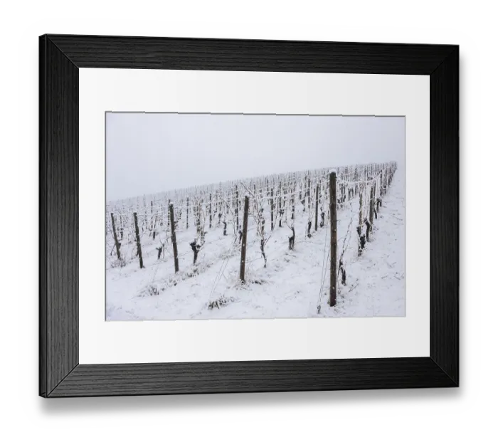 Framed Print : Vineyard with snow-covered vines and cold atmosphere
