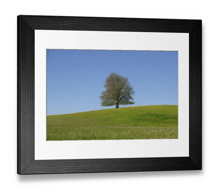 Framed Print : A single tree on a flowering hill under a clear blue sky Framed Print : A single tree on a flowering hill under a clear blue sky