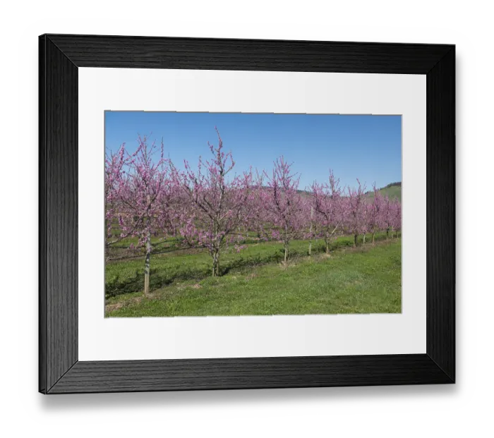 Framed Print : Row of blossoming peach trees in an orchard Framed Print : Row of blossoming peach trees in an orchard