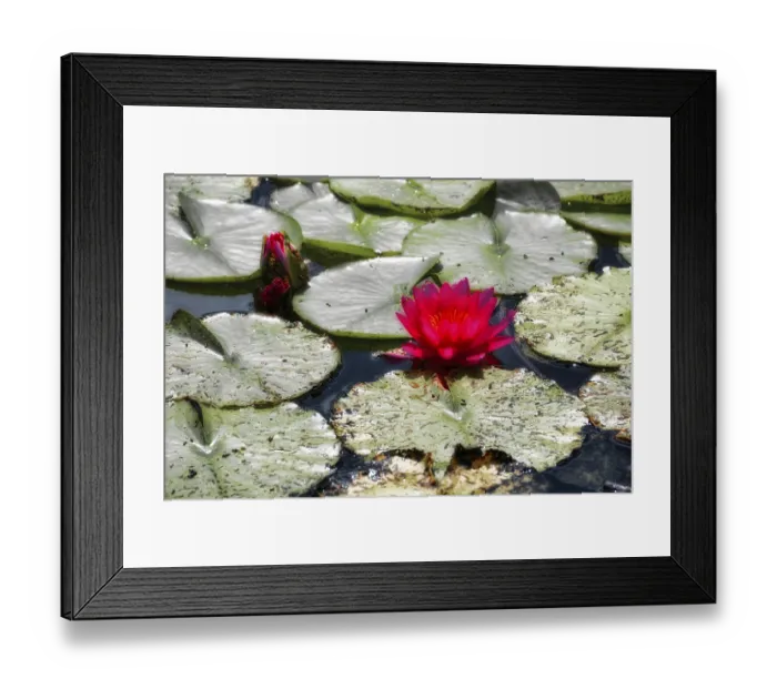 Framed Print : Red water lilies (Nymphaea) on green leaves in a pond
