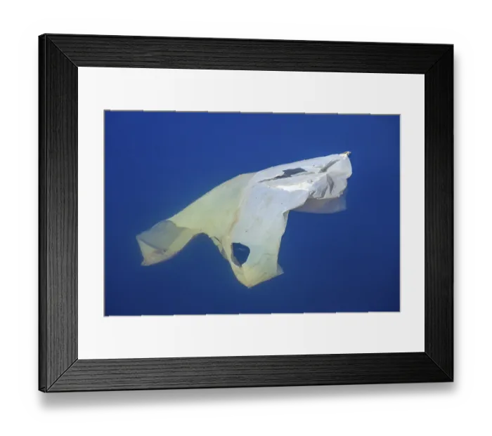 Framed Print : Old plastic bag floating in a body of water