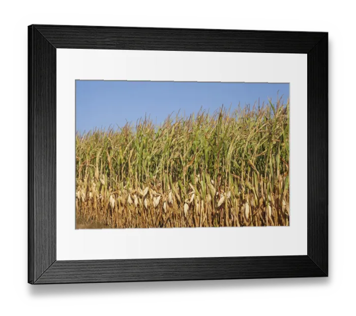 Framed Print : Maize field (Zea mays subsp. mays) Framed Print : Maize field (Zea mays subsp. mays)