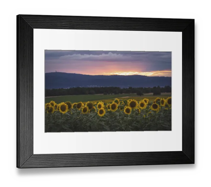 Framed Print : Sunflower field in the evening light