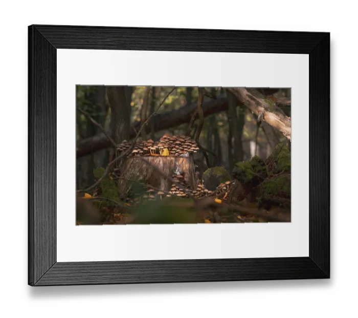 Framed Print : Sulphur tuft (Hypholoma fasciculare) in the city forest