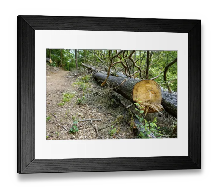 Framed Print : Cut tree trunk at the edge of a mountain path in the Thuringian Forest near the Wartburg near Eisenach