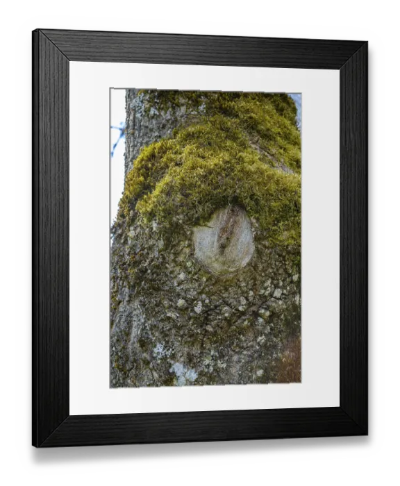 Framed Print : Tree eye on the mossy trunk of a tree in the valley of the GroBe Lauter between Unterwilzingen and Lauterach